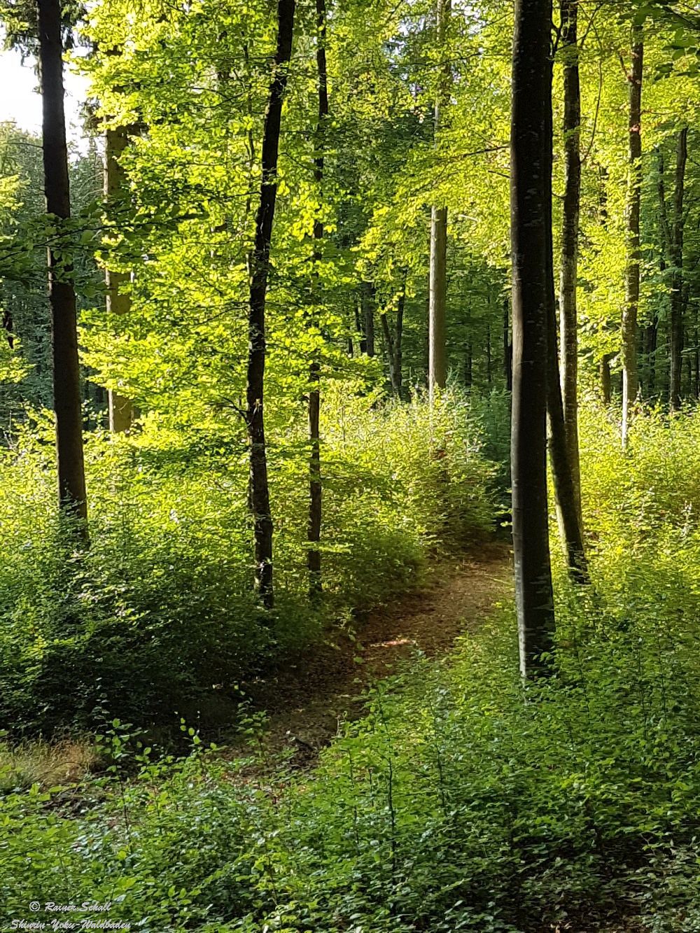 Beim Waldbaden Kurs Lernen Sie Die Wichtigsten Sinnesübungen Kennen